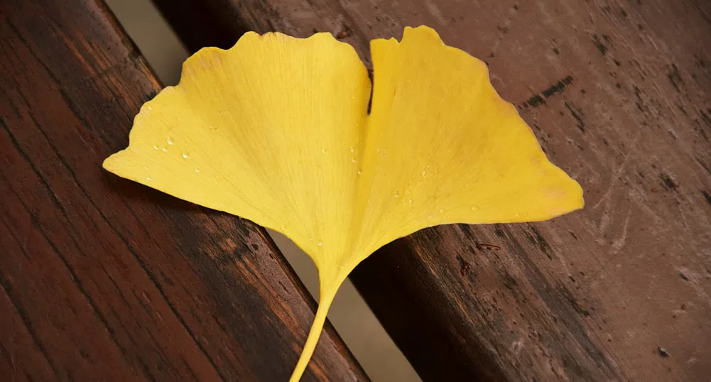 Тя създава шедьоври от есенни листа