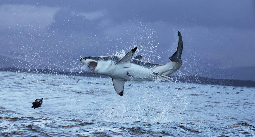 Фотограф засне зъбите на 680-килограмова акула