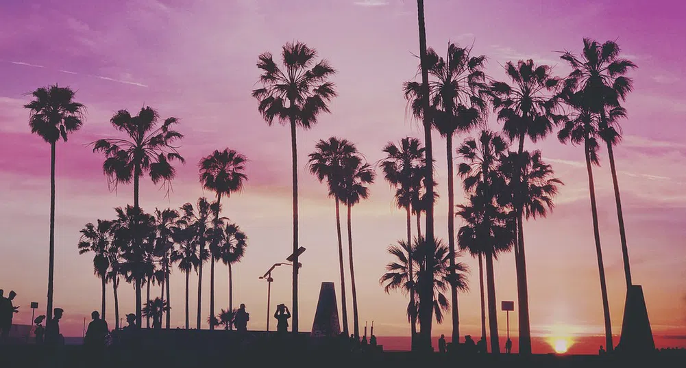 Лос Анджелис сменя палмите си с нещо по-практично