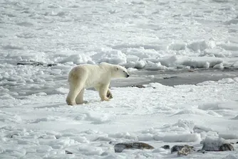 Топенето на арктическия лед води до кръвосмешения при полярните мечки