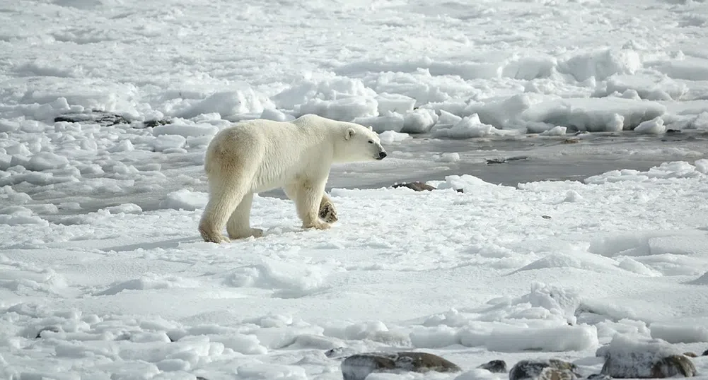 Топенето на арктическия лед води до кръвосмешения при полярните мечки