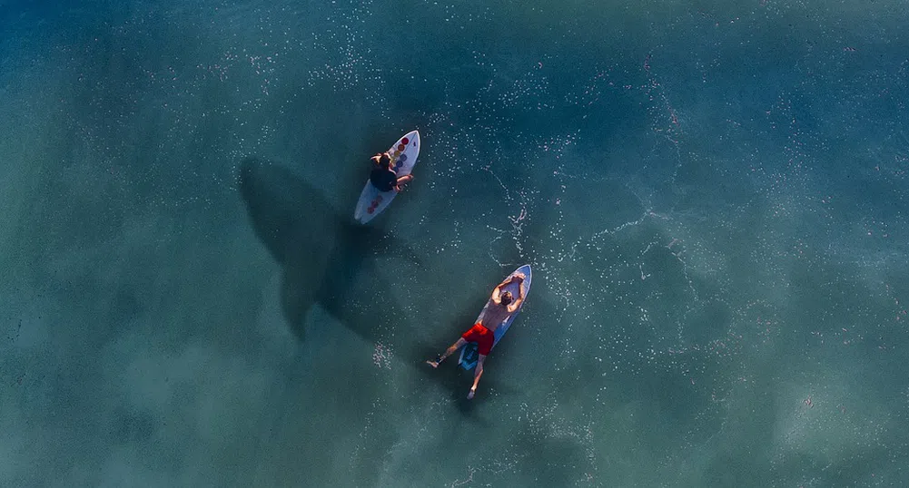 Жена плува редом до акула, без да подозира за опасността (видео)