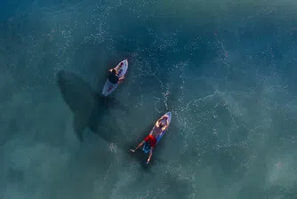 Жена плува редом до акула, без да подозира за опасността (видео)