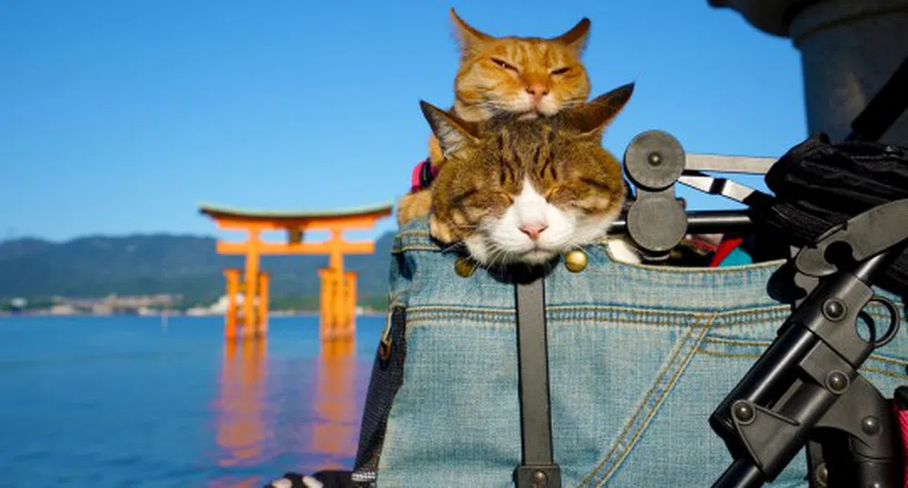 Запознайте се с пътуващите котки от Япония