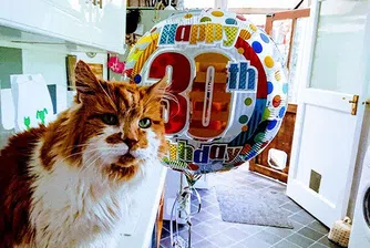 Най-старата котка в света навърши 30 години