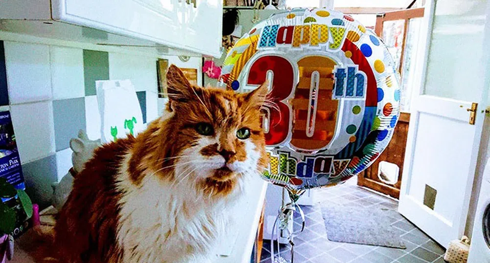 Най-старата котка в света навърши 30 години