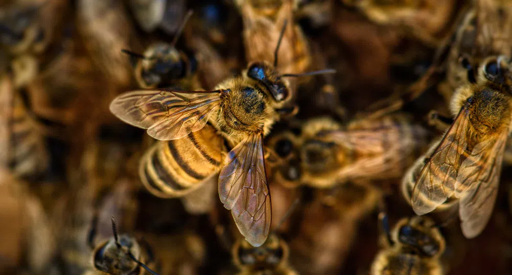 Чилийски полицаи бяха нажилени по време на протест на пчелари