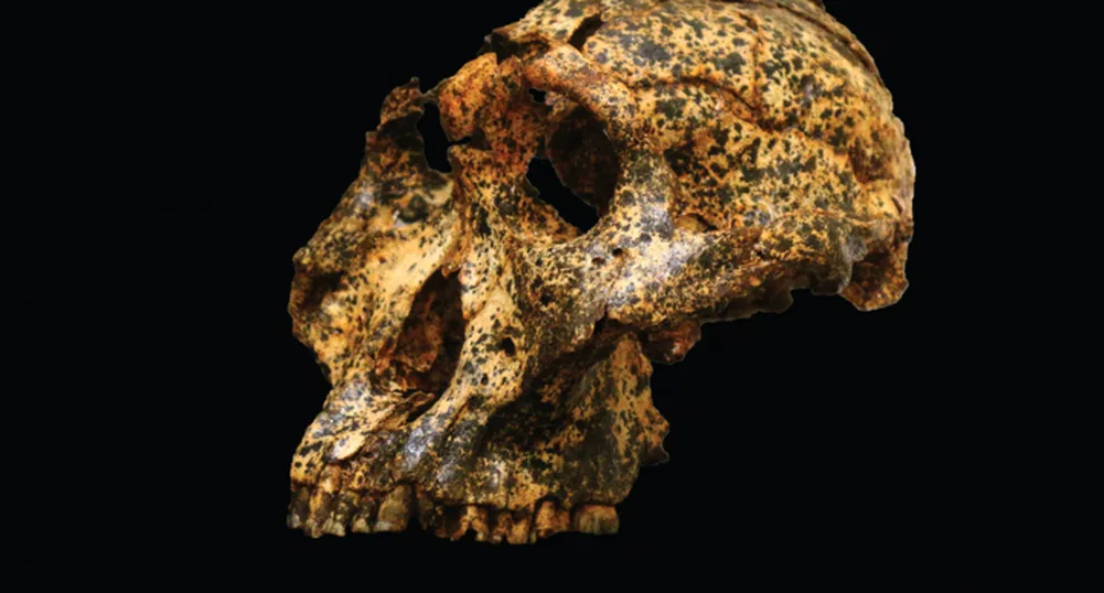 Откриха скелет на 2 млн. години, принадлежащ на „братовчед“ на човека