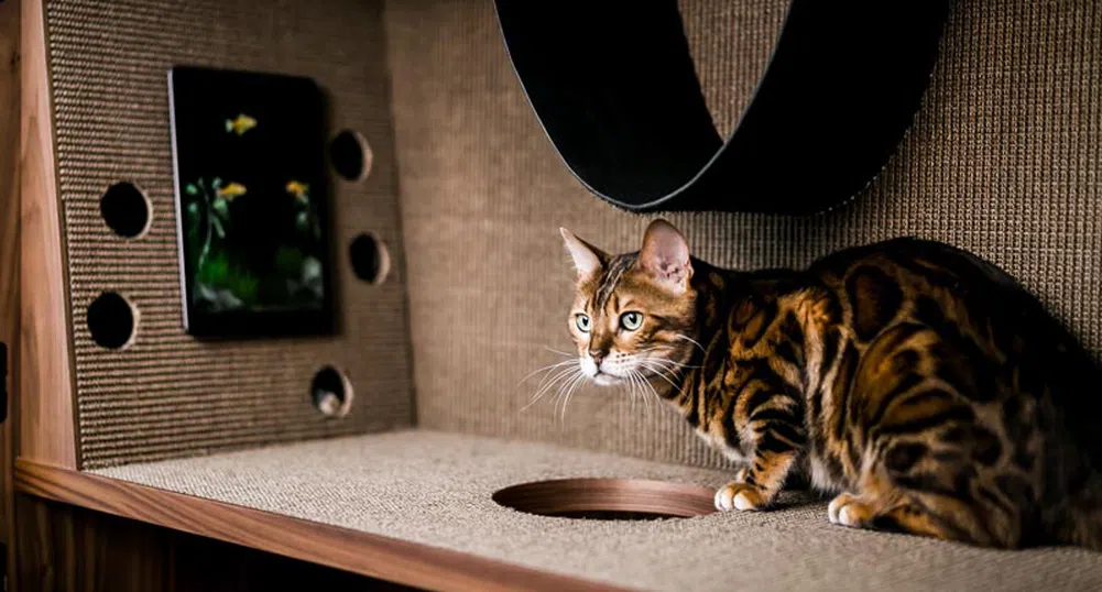 Котешки апартамент – мебел за грижовни стопани