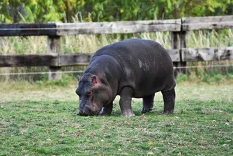 Рядък хипопотам-джуджe се роди в американски зоопарк (видео)