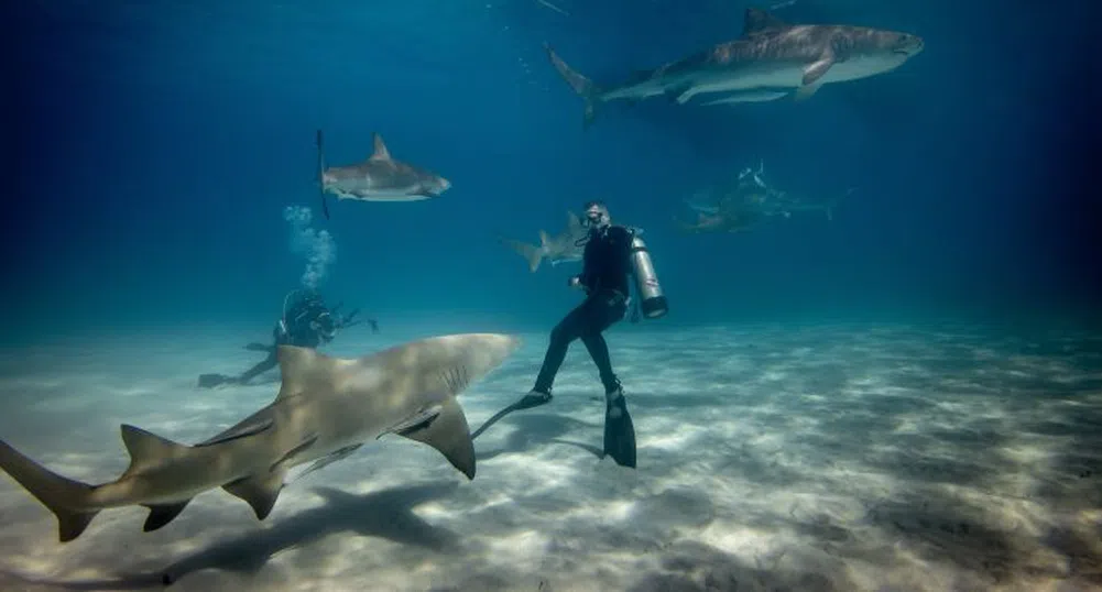 Като в „Челюсти“: Най-опасните плажове с акули в света