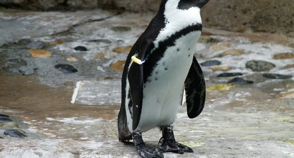 Учените твърдят: Пингвините говорят като хората