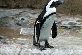 Учените твърдят: Пингвините говорят като хората