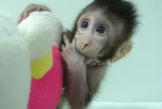 Първите клонирани маймуни се родиха в Китай