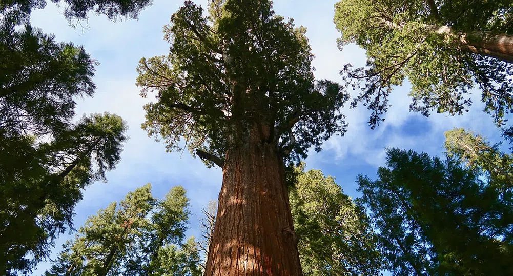 Увиха най-голямото дърво в света във фолио, за да го спасят от пожар