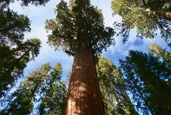 Увиха най-голямото дърво в света във фолио, за да го спасят от пожар