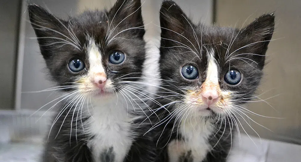Китай започна да продава клонирани котки