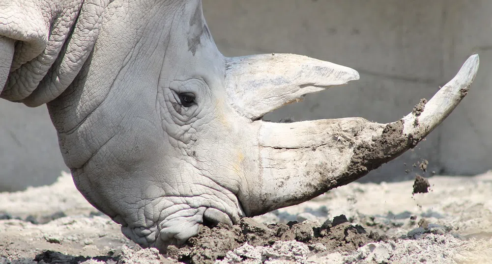 Носорог от рядък вид се роди в зоопарк в Белгия (видео)