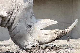 Носорог от рядък вид се роди в зоопарк в Белгия (видео)