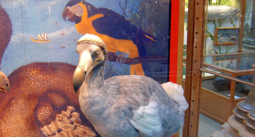 Ще възкресят ли учените легендарната птица Додо?