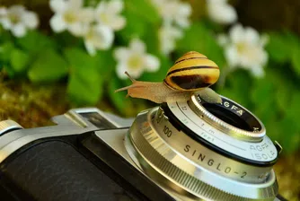 Фотоапарат, куче и 145 хиляди последователи в Instagram