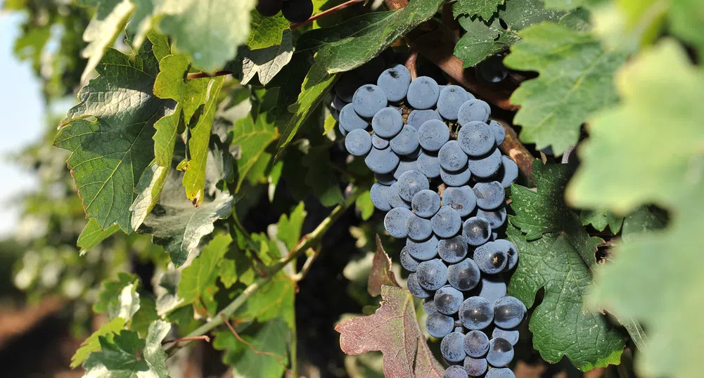 New Bloom Winery финализира голяма инвестиция в лозови масиви