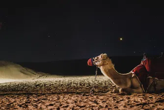 Клонирани камили превземат арабския свят