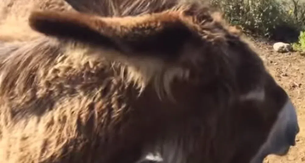 Мъж се събра с магарето си след двумесечна раздяла (видео)