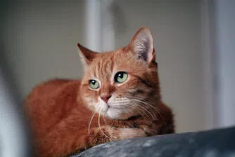 Как котките знаят колко е часът?