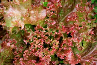 Десет интересни факта за лоло росо