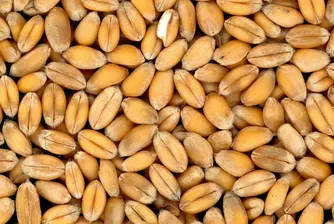 НАП проверява износа на зърнени и житни култури