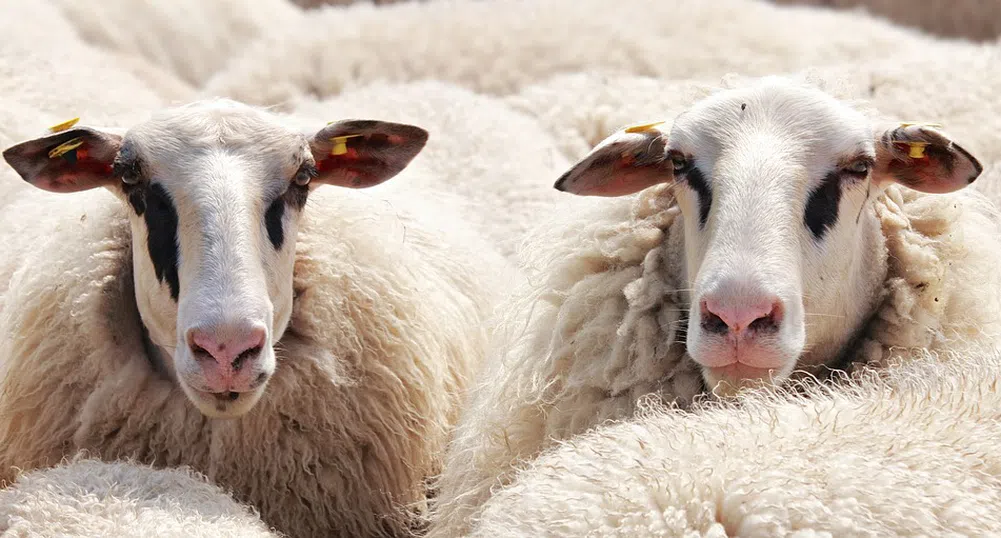Овце задръстиха улиците на Мадрид на път към зимната си паша