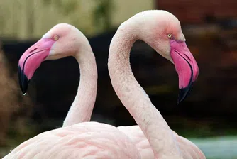 Да плуваш с фламинго на остров край Аруба