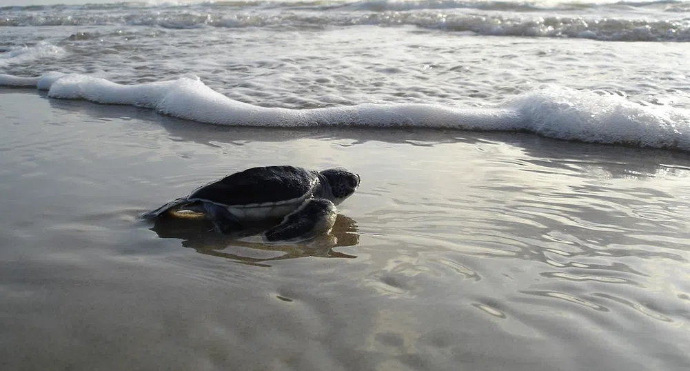 Невероятни кадри показват над 60 хиляди плуващи морски костенурки