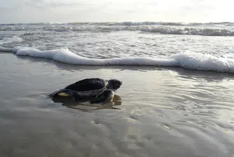 Невероятни кадри показват над 60 хиляди плуващи морски костенурки