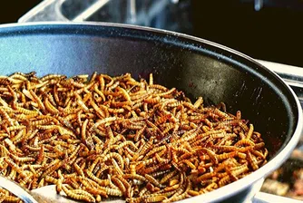 Мезета с крачета: Биолог произвежда домашен чипс от буболечки