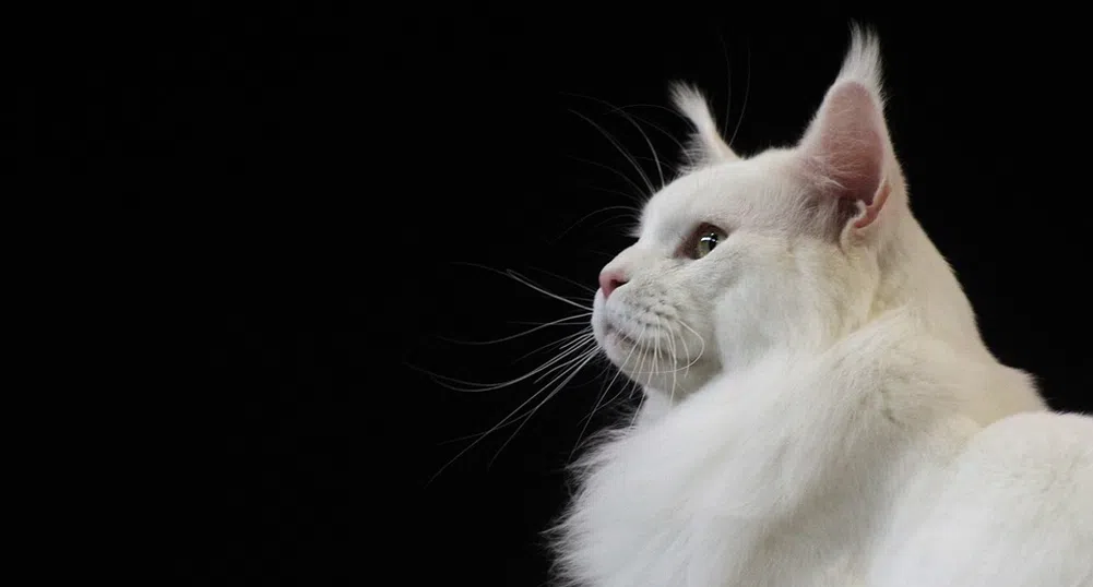 Запознайте се с Кефир - най-голямата домашна котка в света (снимки)