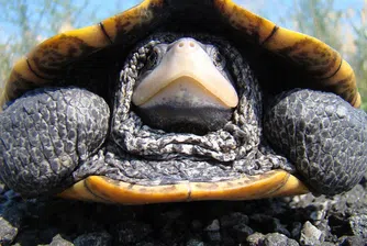Рядка диамантеногърба костенурка с 2 глави и 6 крака откриха в САЩ (снимки)