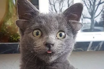Котка с четири уши се превърна в Instagram звезда (снимки)