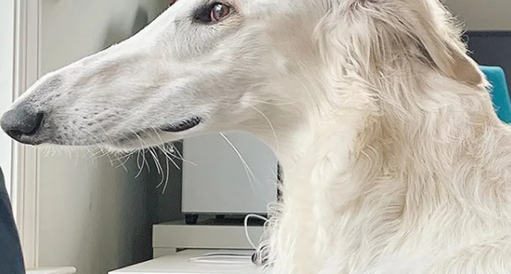 Как изглежда кучето с най-дълъг нос в света?