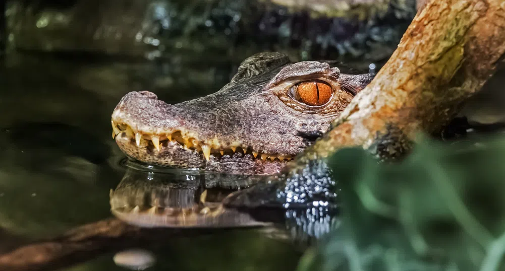 Забраниха плуването в река в Германия заради забелязан крокодил