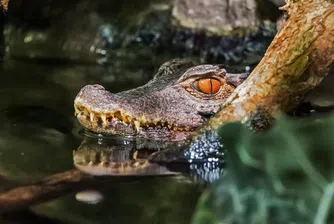 Забраниха плуването в река в Германия заради забелязан крокодил