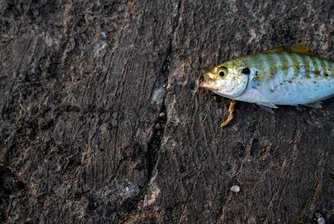 Една четвърт от сладководните риби в света са застрашени от изчезване