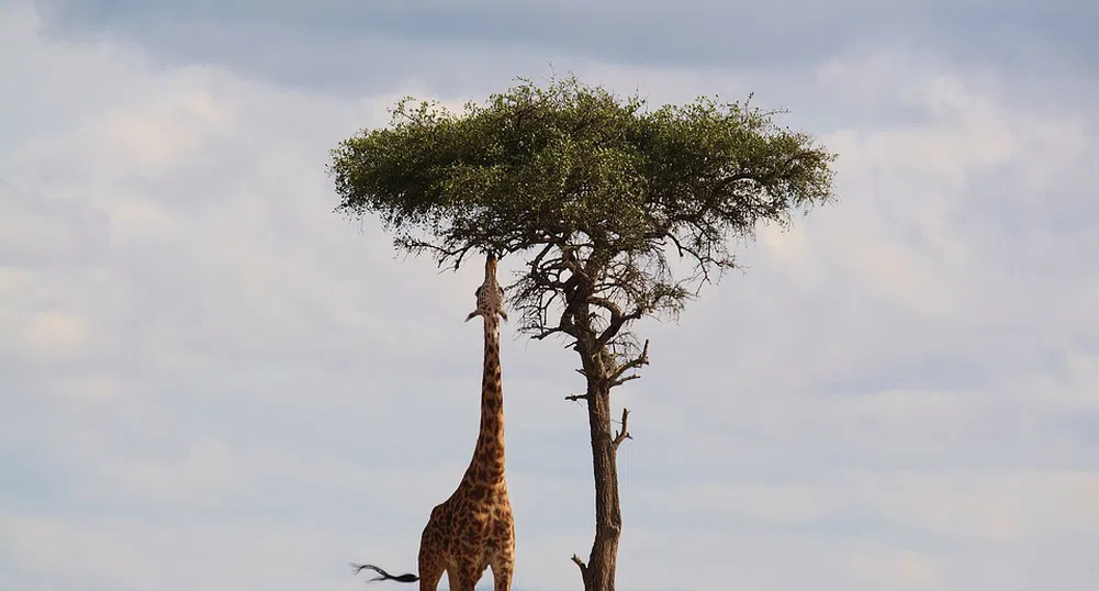 Колко е висок най-високият жираф в света?
