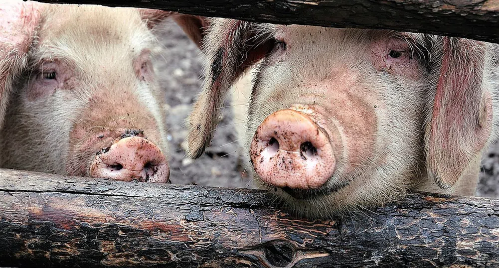 Свинското месо в Китай поскъпва със 116% за година през януари