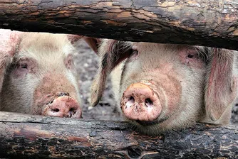 Свинското месо в Китай поскъпва със 116% за година през януари
