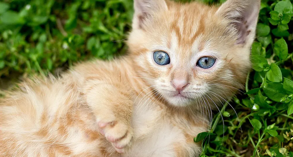 Ето защо оранжевите котки са едни от най-необичайните
