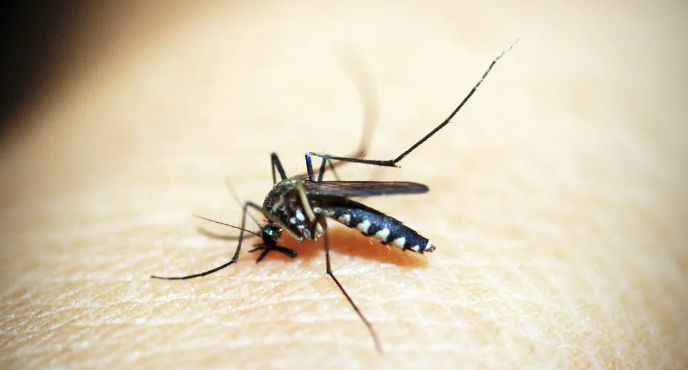 Комарите не могат да пренасят коронавирус