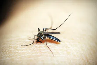 Комарите не могат да пренасят коронавирус