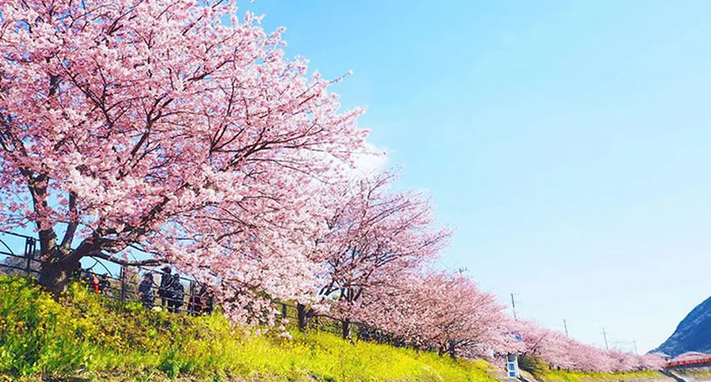 Пролетта превърна малко японско градче в приказна дестинация